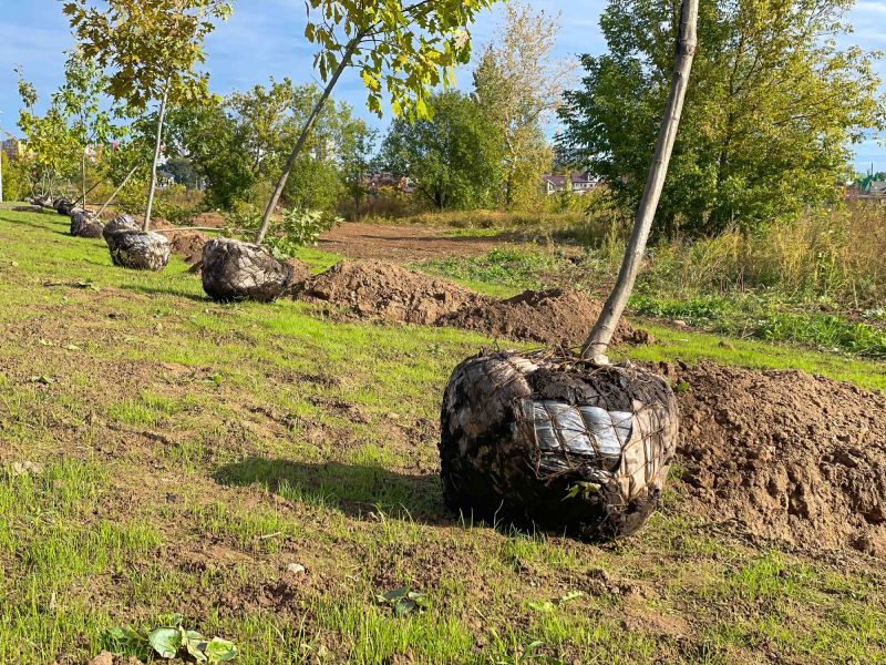 Tree Planting detail