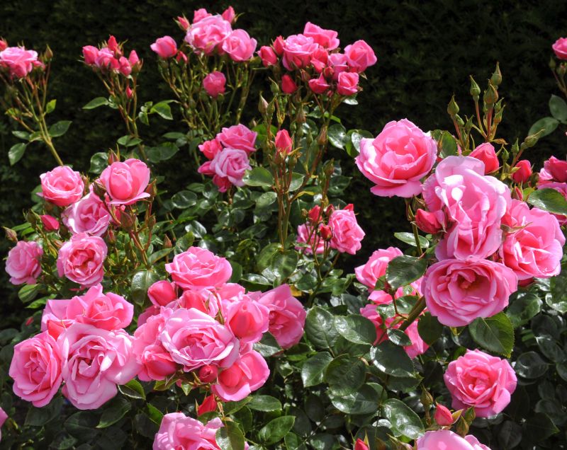 Rose Bush Planting in Ventura County, CA